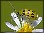 yellow_bug2.jpg